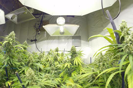 Werner B.: "Het zijn de Belgische kwekers die de weed zo sterk hebben gemaakt!"