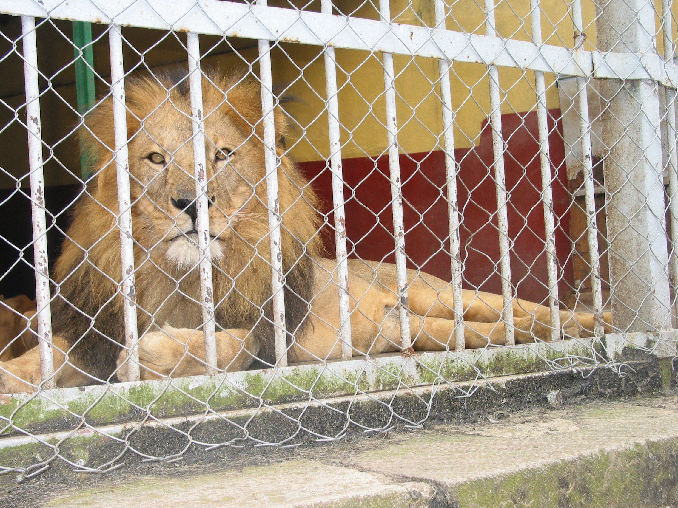 Ethiopia Calling Part 4: the Lion of Judah